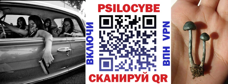 Купить  Андреаполь  Галлюциногенные грибы Psilocybine cubensis 